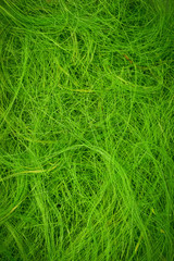 green hair