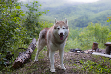Portrait of wild and free dog breed Siberian husky standing in the forest. A dog on a natural mountains background in summer season on cloudy day