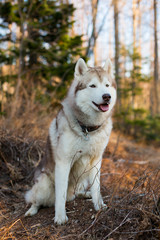 Portrait of Beige and white Siberian Husky dog sitting on the path in the forest in early spring season. Image of young happy husky male looks like a wolf at sunset