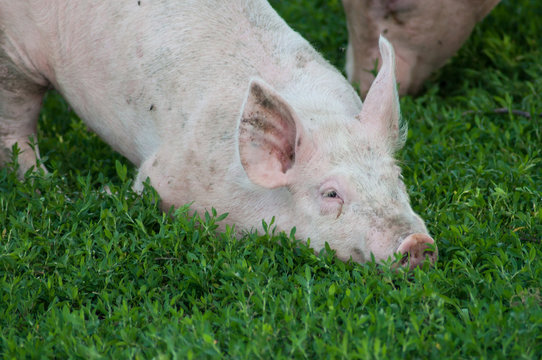 portrait of free pigs in a meadow