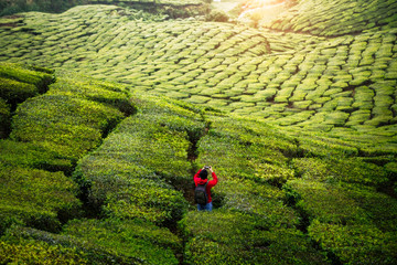 Young asian backpacker traveling into tea fields with mist. Young man traveler take a photo of mountain tea field with foggy, Enjoying tea plantations in Cameron Highlands near Kuala lumpur Malaysia
