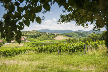 Obraz premium Paesaggio del collio sloveno