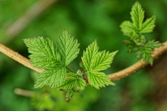 green small leaves on a thin brown raspberry branch