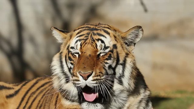 Portrait of a relaxed Bengal tiger (Panthera tigris bengalensis) yawning
