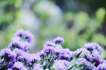 Obraz premium Purple Marguerite daisy flowers blooming decorate in natural garden background.Felicia amelloides (Blue Marguerite). Ultra violet color of 2018. Copy space
