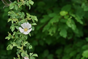 Blüte einer Heckenrose