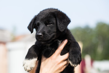 Close-up of A volunteer is holding a black homeless puppy. Abandoned scared puppy from a shelter hopes to find its new owner