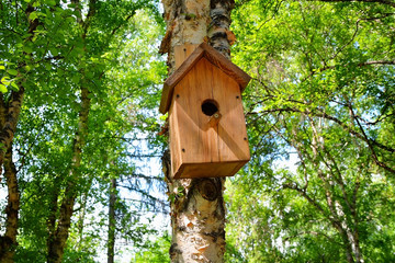 Wooden birdhouse hanging on a birch tree background in the city park