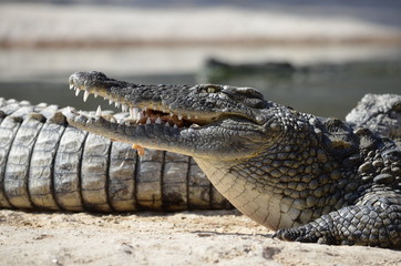 Obraz premium crocodile