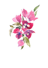 Bougainvillea is pink. Decorative bouquet. Watercolor background. - obrazy, fototapety, plakaty