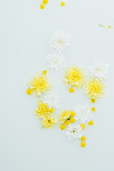 top view of yellow and white chrysanthemum flowers in milk backdrop