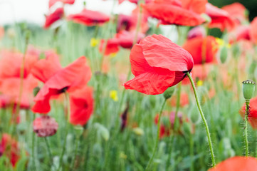 Red flowers - poppies growing on the meadow. Large background blur, small depth of field.