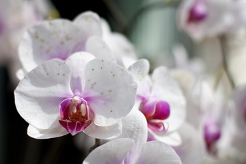 Naklejka na ściany i meble Close-up Image of white orchid on a branch