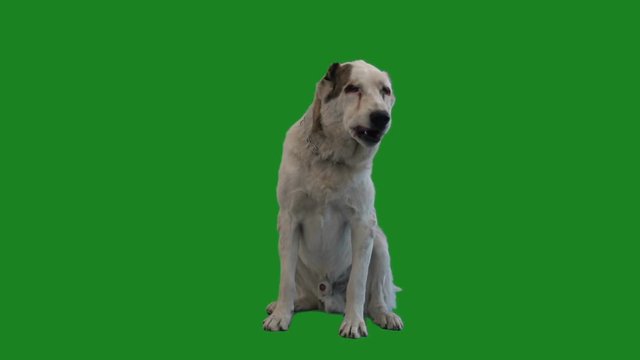 Central Asian Shepherd Dog on the Green Screen
