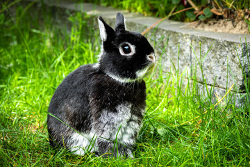 Portrait of a Netherland Dwarf rabbit, the smallest breed of rabbits. This adult male weights less...