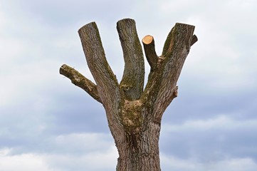 Trauerweide beschnitten
