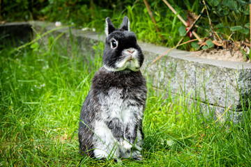 Portrait of a Netherland Dwarf rabbit, the smallest breed of rabbits. This adult male weights less...