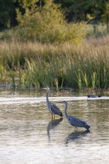 Couple de hérons dans un étang