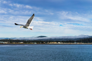 Fototapeta na wymiar Bird flying away at the ocean