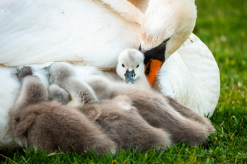 young swans in a pond at Heinenoord, the Netherlands
