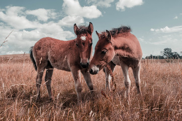 2 cute baby horses 
