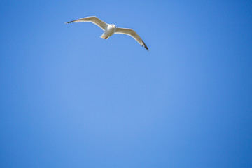 Mouette en plein vol sur fond de ciel bleu