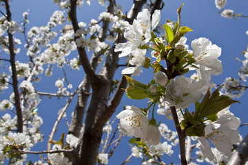 white cherry flowers over blue sky