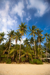 Fototapeta na wymiar Palm trees against sky