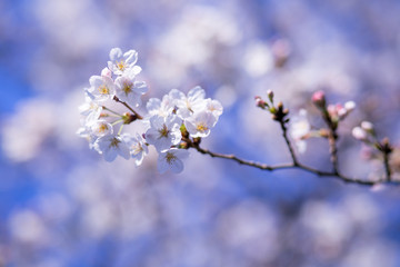 桜の花