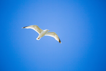 Mouette en plein vol sur fond de ciel bleu
