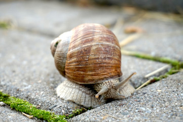 Snail with spiral shell