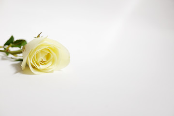 White roses isolated on white background. Use for Valentine day.Copy space