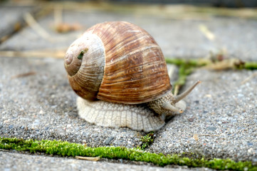 Snail with spiral shell