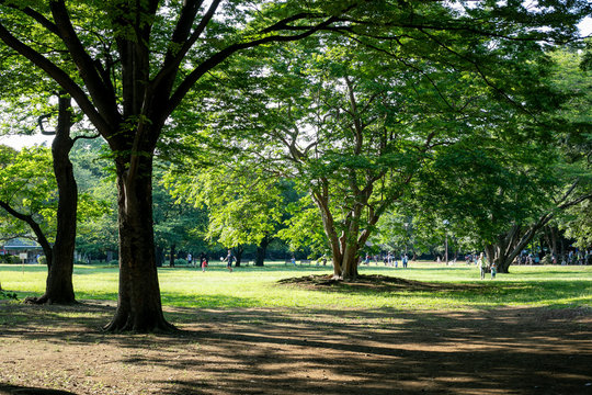 晴れの日の砧公園