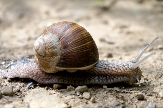 Snail with spiral shell