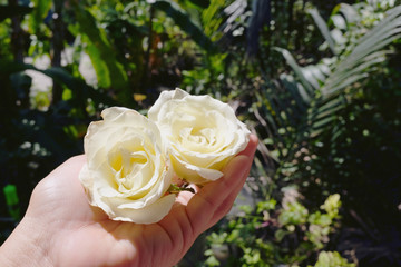 Woman hand holding couple white roses in nature garden background.Use for Valentine day and holiday concept.Copy space.