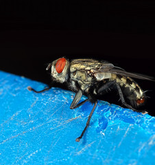 Macro Photo of House Fly Isolated on Background