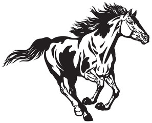 horse running free . Pinto colored wild pony mustang in the gallop . Black and white vector illustration