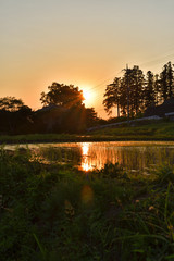 Obraz premium Sunset of the rice field of Japan