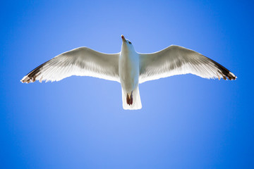 Mouette en plein vol sur fond de ciel bleu