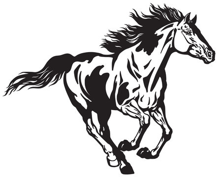 Fototapeta horse running free . Pinto colored wild pony mustang in the gallop . Black and white vector illustration