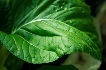 Young chinese cabbage