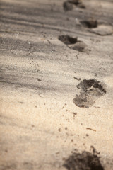 Footprints in sand