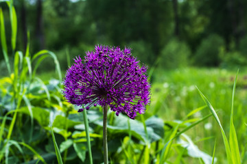 Flowering of decorative garlic