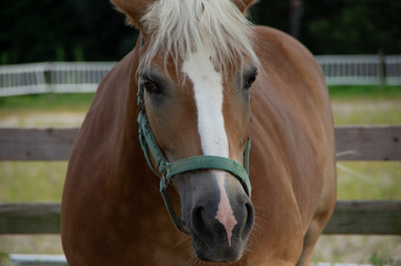 Obraz premium 正面から見た馬