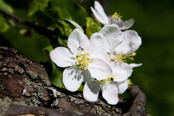 Beautiful flowers of an apple-tree and an ant close-up.