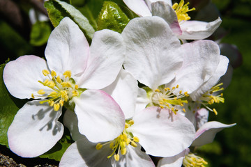 Beautiful flowers of an apple-tree close-up.
