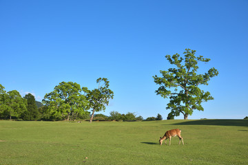 Deer of Nara-koen Park