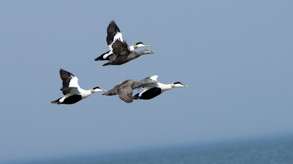 Eider ducks male female flying