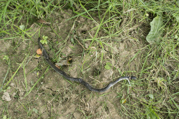 Natrix - a dead snake in the grass.